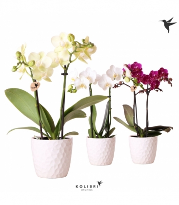 Phalaenopsis