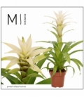 Guzmania