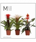 Bromelia