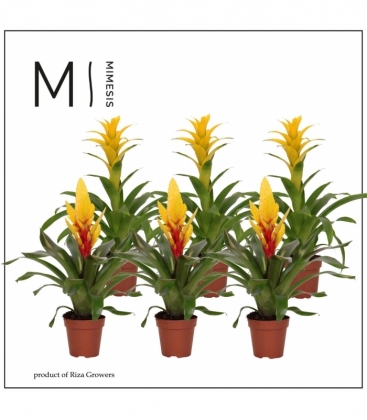 Bromelia