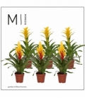 Bromelia