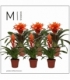 Bromelia