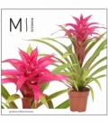 Guzmania