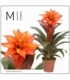 Guzmania