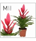 Vriesea