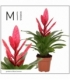 Vriesea