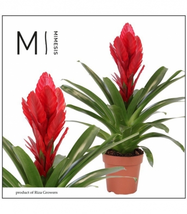 Vriesea