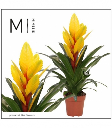 Vriesea