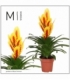 Vriesea