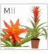 Guzmania