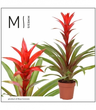 Guzmania