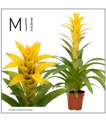 Guzmania