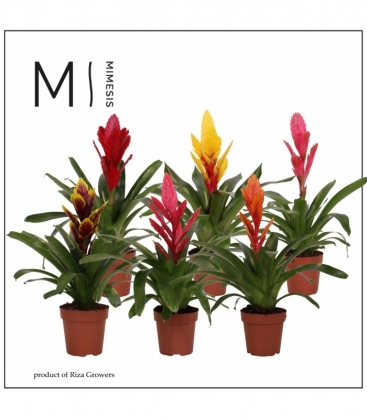 Vriesea