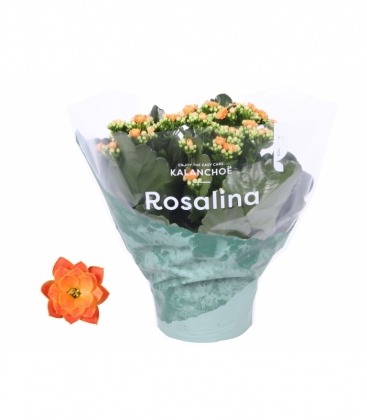 Kalanchoe