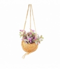 Tradescantia