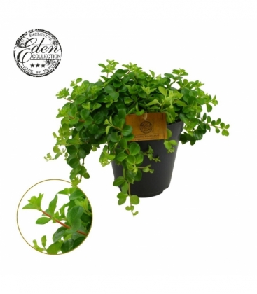Peperomia