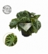 Begonia
