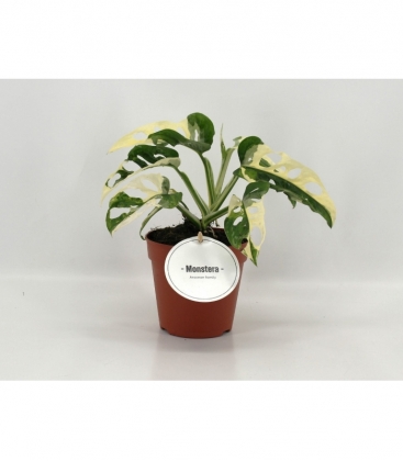 Monstera