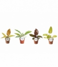 Philodendron