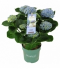 Hydrangea