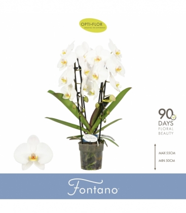 Phalaenopsis