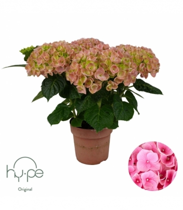 Hydrangea