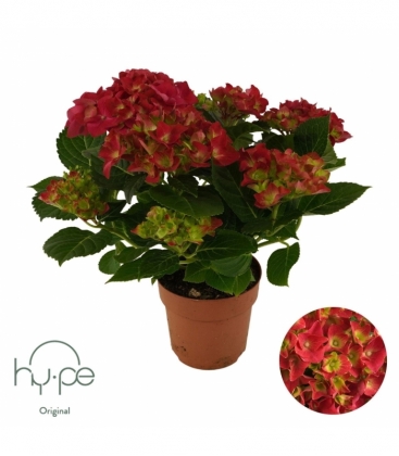 Hydrangea