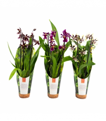 OrchideeÃ«n