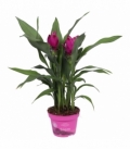 Curcuma