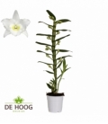 Dendr.