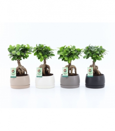 Ficus