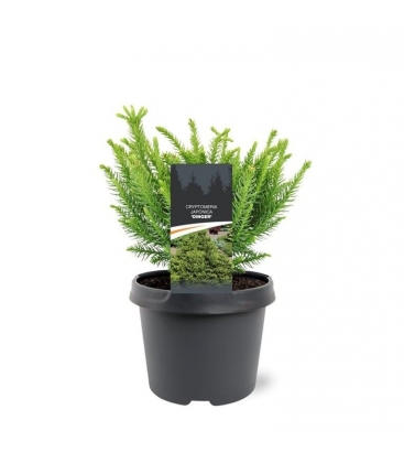 Cryptomeria