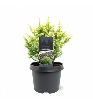 Cryptomeria