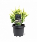 Cryptomeria