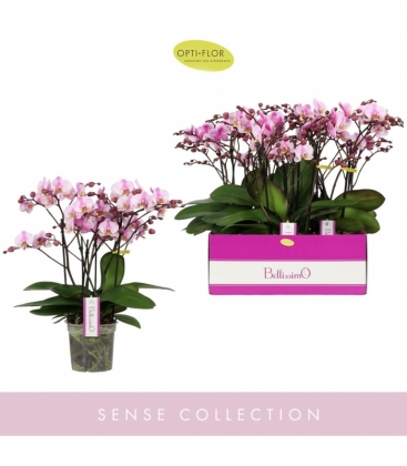 Phalaenopsis
