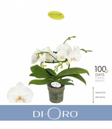Phalaenopsis