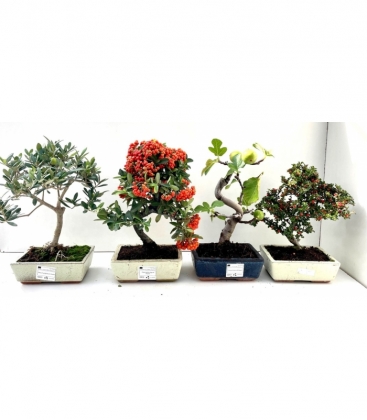 Bonsai