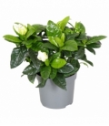 Gardenia