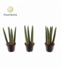 Sansevieria