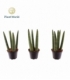 Sansevieria