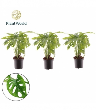 Monstera