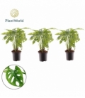 Monstera