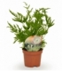 Pteris