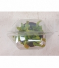Dionaea
