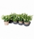 Angelonia
