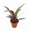 Tradescantia