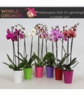 Phalaenopsis