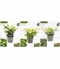 Hedera
