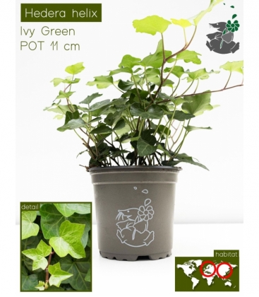 Hedera