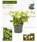 Hedera